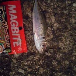 大阪湾南港アジング　夕まずめ